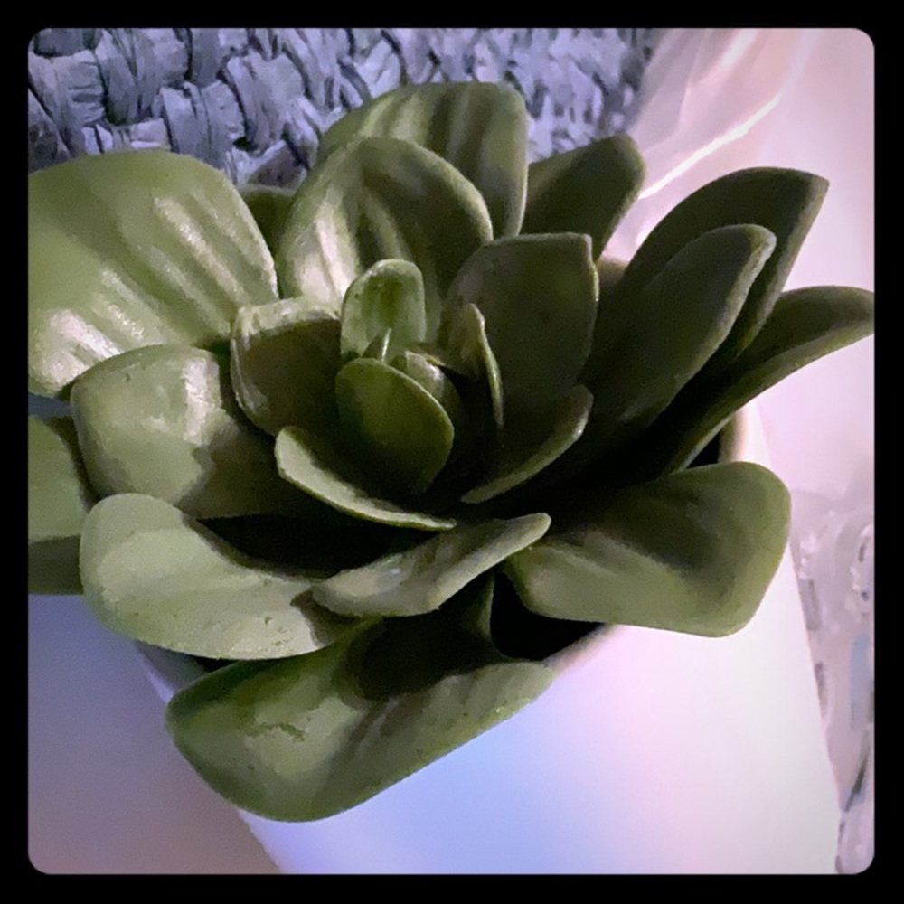 Succulent